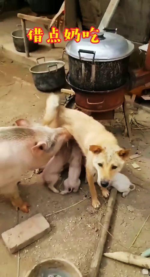 国产吧视频搞笑配音下载,下载欢乐无限